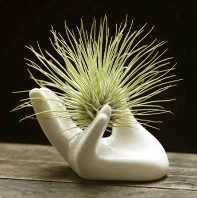 Porcelain Ceramic Air Plant Tillandsia Holder